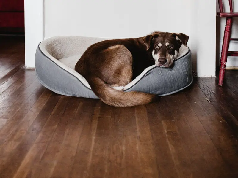 best large dog beds