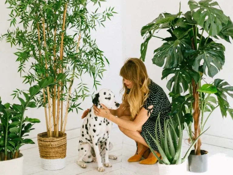 The 9 Best Dog Bed For Older Dogs in 2020